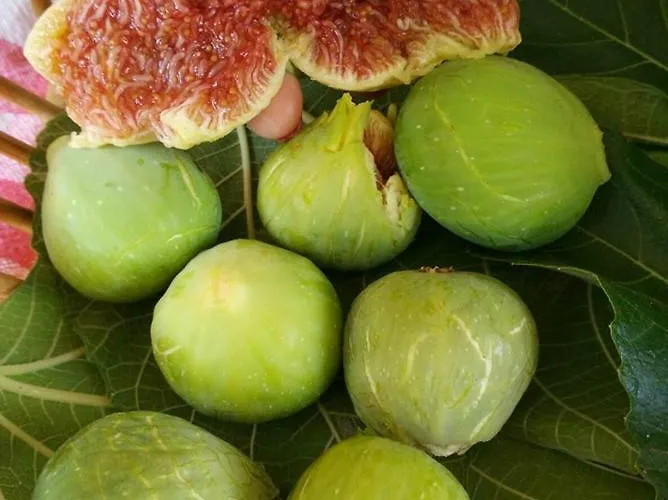 Oda ve Kahvaltı Casa Del Sole Soverato Marina